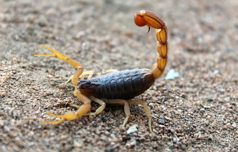 commercial pest control scorpions